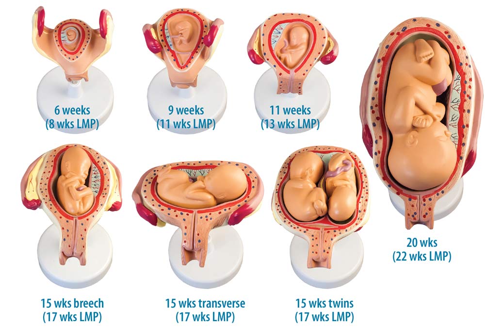 Fetal models